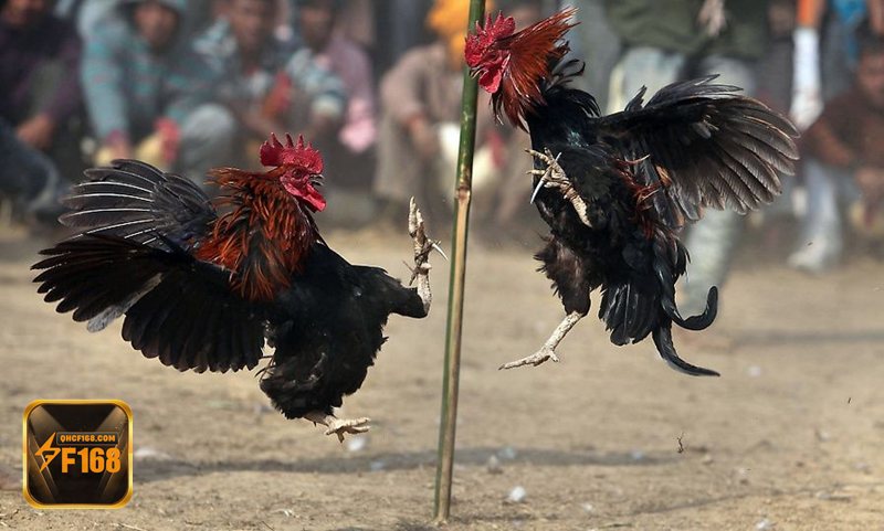 Đá gà tre - Quan sát thể trạng trước khi đưa ra lựa chọn Đá gà tre - Quan sát thể trạng trước khi đưa ra lựa chọn