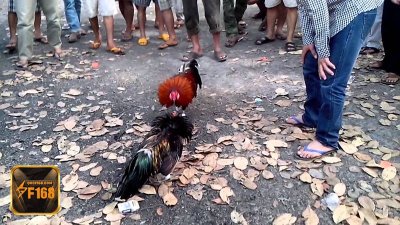 Đá gà tre - Tốc độ cao làm cảm xúc được đẩy lên liên tục Đá gà tre - Tốc độ cao làm cảm xúc được đẩy lên liên tục