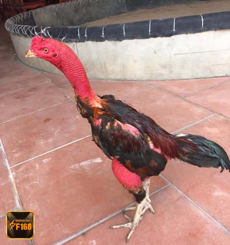 Đá gà f168 - Tính minh bạch giúp người chơi yên tâm hơn Đá gà f168 - Tính minh bạch giúp người chơi yên tâm hơn