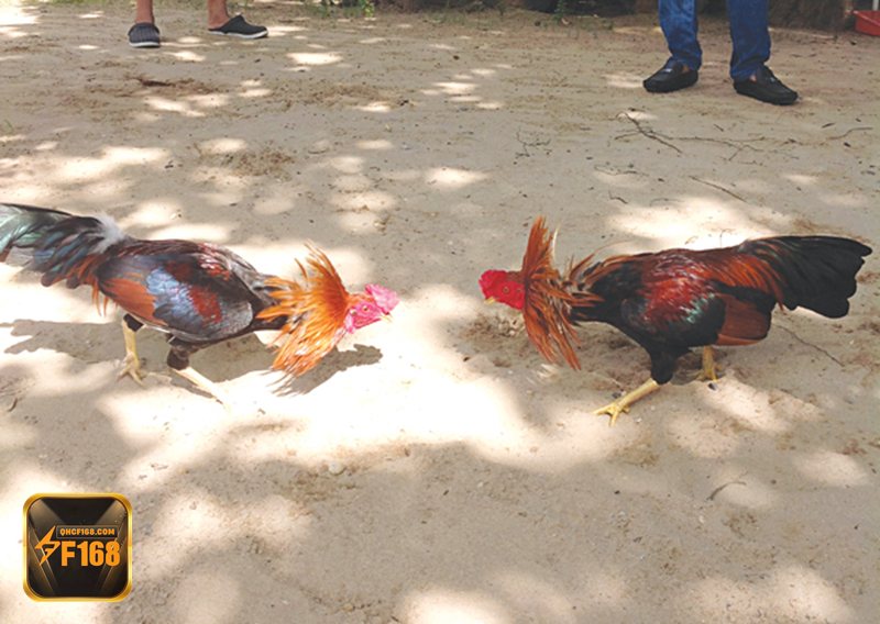 Đá gà đòn - Không khí theo dõi trận đấu tại f168 Đá gà đòn - Không khí theo dõi trận đấu tại f168