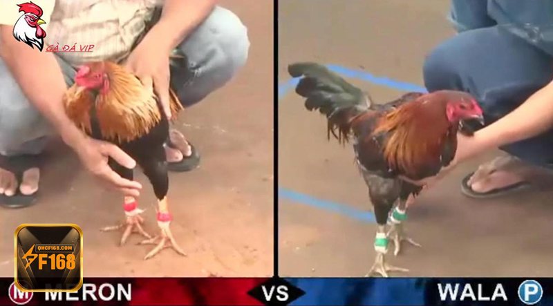 Đá gà f168 - Đá gà f168 có gì nổi bật trong trải nghiệm hiện đại? Đá gà f168 - Đá gà f168 có gì nổi bật trong trải nghiệm hiện đại?