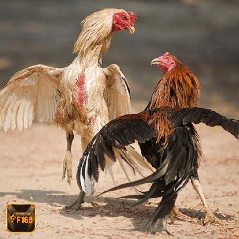 Đá gà f168 - Cựa dao và sức nóng của những trận đấu tốc độ cao Đá gà f168 - Cựa dao và sức nóng của những trận đấu tốc độ cao